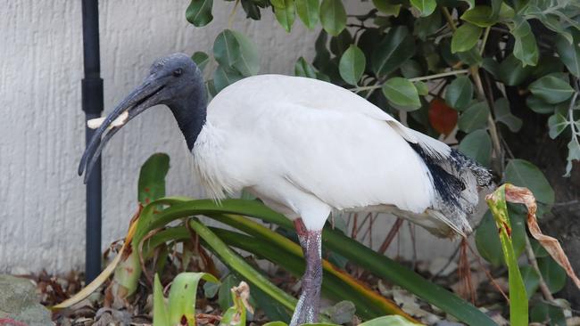 Bin chickens are weird, according to tourists. Picture: Glenn Hampson