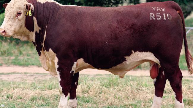 Yavenvale Poll Herefords Lot 36, Yavenvale Ripper, sold for $120,000.