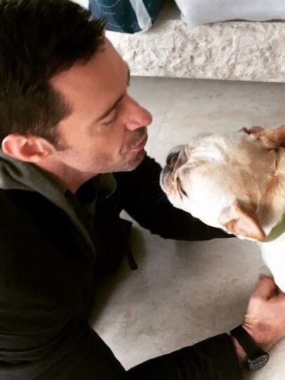 Hugh Jackman adored his French bulldog, Dali. Picture: Instagram