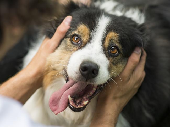 Cute playful miniature Australian Shepherd dog smiling happily as her anonymous owner pets and plays with her outdoors in summer. Picture: iStock