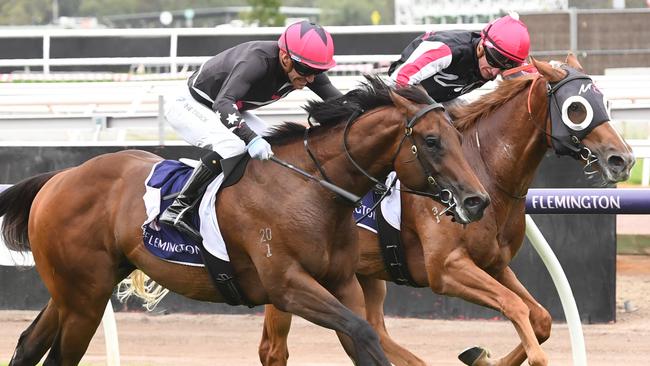 Zestiman could produce a surprise for Ben, Will and JD Hayes at The Valley on Saturday. Picture: Racing Photos via Getty Images
