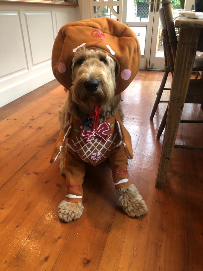 Ted the Groodle from Melbourne. Picture: Millie