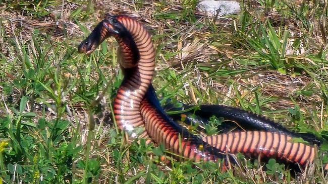 Karin Hocking was mesmerised by the two red-bellied black snakes she filmed battling it out for a mate at Old Bar earlier this month.