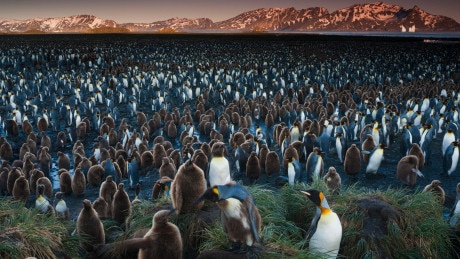 The birds have. A penguin colony on the Falkland Islands.