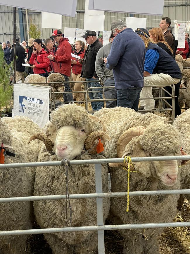 Rams take their place during Sheepvention 2023. Picture: Zoe Phillips