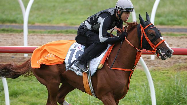Japanese raider Curren Mirotic will be the oldest runner in the Cup field on Tuesday. Picture: Ian Currie