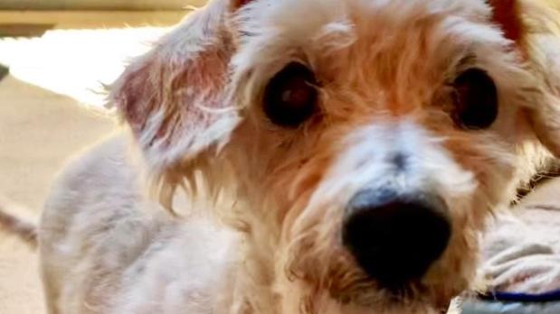 Aviary, a poodle cross seized from a Lethbridge Park home has found her forever home. Picture: RSPCA NSW