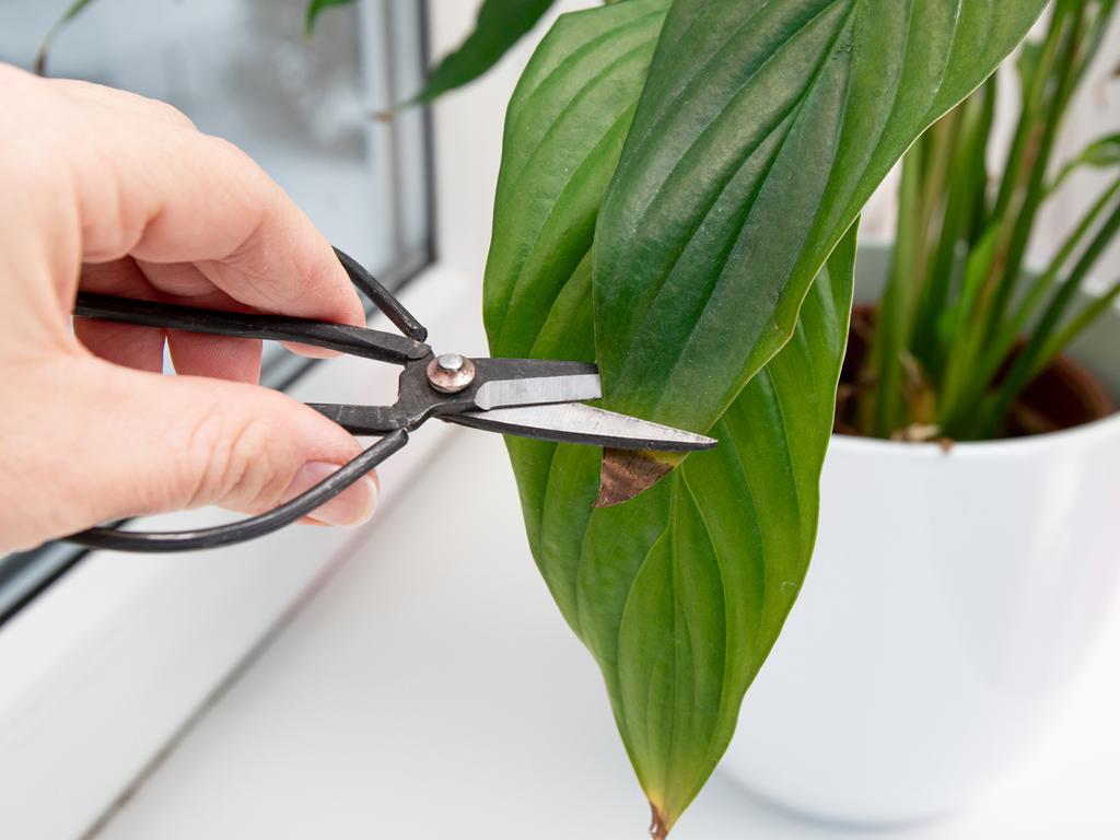 Plants release a clicking sound when stressed, thirsty or hurt, new study finds. Picture: iStock