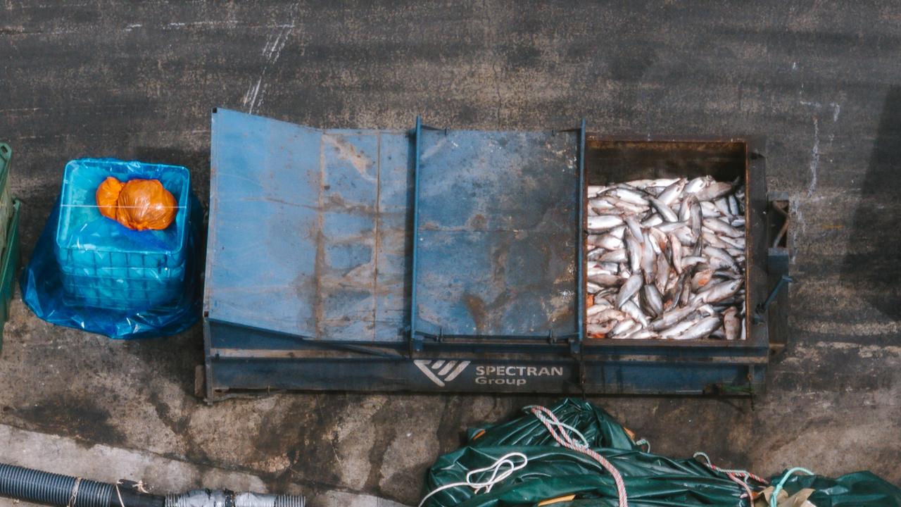 Live fish were placed into a waste bin alongside dead fish at a Huon Aquaculture site. Picture: Bob Brown Foundation