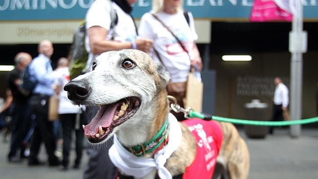 are greyhounds affectionate