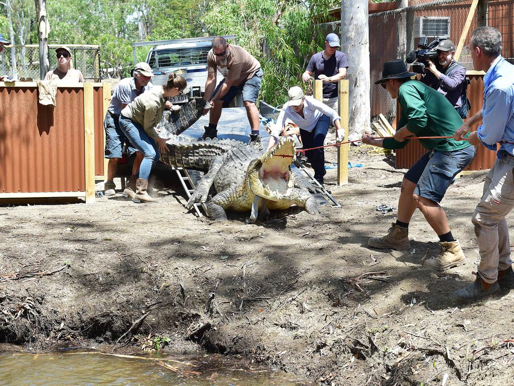 Billabong Sanctuary's new croc Krakatoa arrives to his new home. Picture: Shae Beplate.