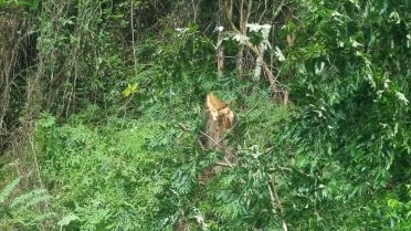 Image shows where the tree snapped away from the base. Picture Supplied.