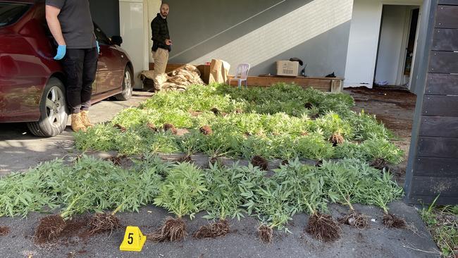 Maroondah detectives with a collection of cannabis plants found in a bedroom of a house in Pytchley Rd, Croydon on July 2, 2022. Picture: Kiel Egging.