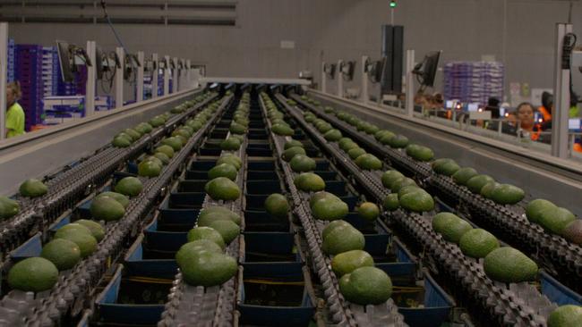 Avocados in the Donovan family's packing facility. Picture: Supplied