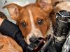Heartless act: Two arrested after dumping pups at Port Adelaide