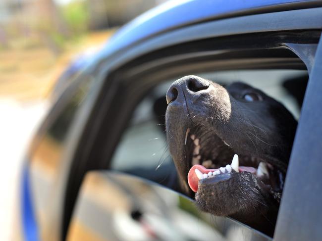 More than 1000 complaints were received about heat stress. Photo Brenda Strong / The Observer