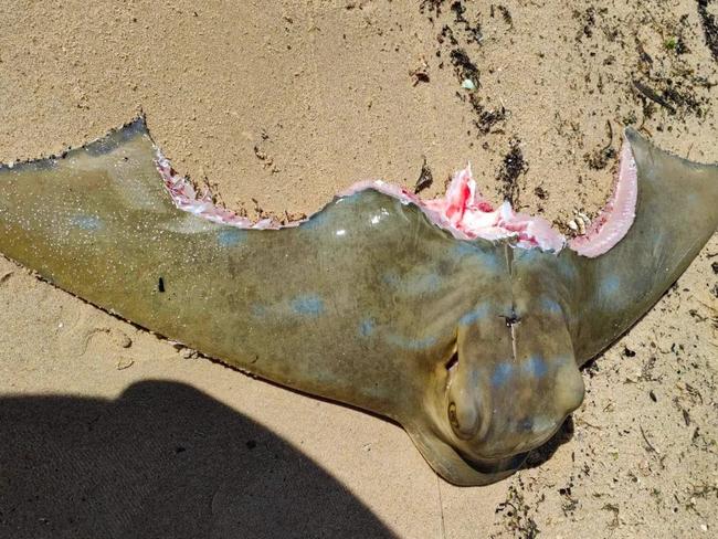 A fisherman pulled the creature up on Sunday