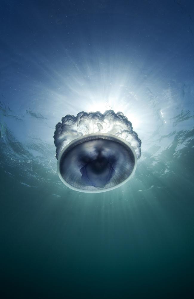 A jellyfish infestation takes over the harbour in Tonga. The late afternoon sun casts a beam of light through the semitranslucent creature that has risen from the depths. Picture: Scott Portelli