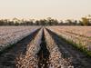 Northern NSW cotton farm sold to local family for almost $20m