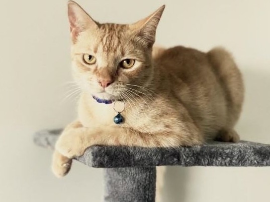 Prince Harry living life up on his giant scratcher. Picture: Tori