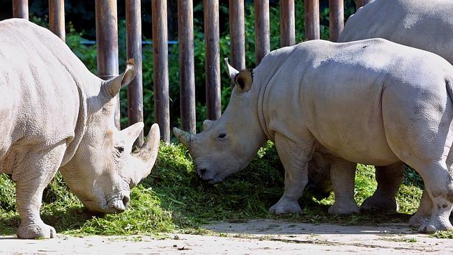 Rare northern white rhino dies leaving just six of his kind in existence |   — Australia's leading news site
