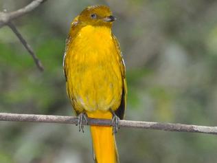 The golden bowerbird  in the Wet Tropics may be under threat as the climate changes. Peter Valentine photo