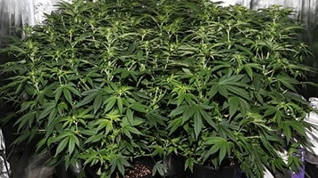 Cannabis plants have been seized from properties around Manningham as part of an ongoing operation.