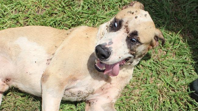 Stuart Knowles had his four dogs seized by animal welfare officers after they were found with a serious tick infestation and other health problems in 2015. Picture: NT Independent