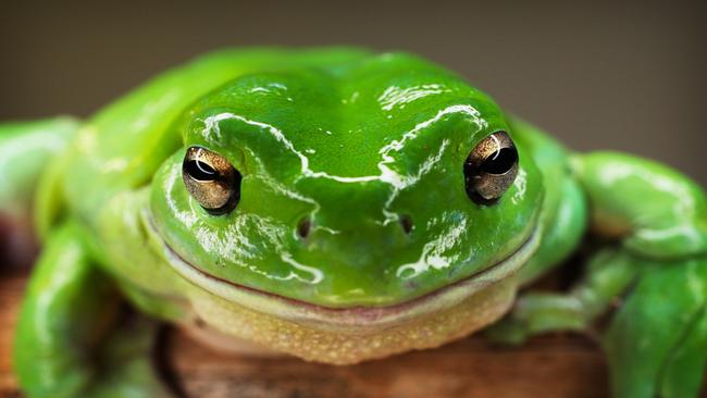 A green tree frog at the Australian Museum. Picture: Rohan Kelly