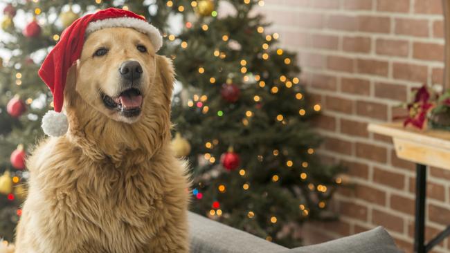 Don’t let your pets near chocolate this Christmas.