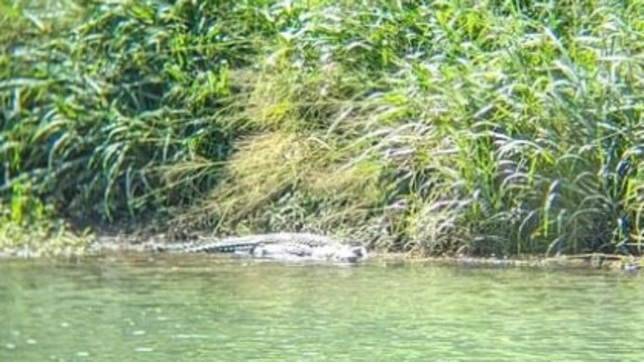 Jawajawa Rangers have spotted this 3-4m saltwater crocodile on the Mulgrave River at a spot previously thought to be croc free. Picture: Dulabed and Malanbarra Yidinji Aboriginal Corporation