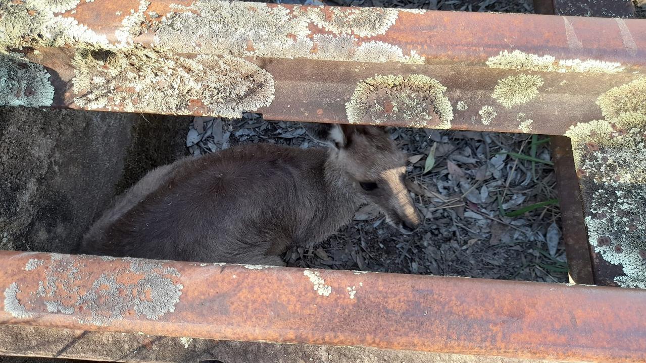 Wildlife rescuer Kylie Hibberd found this kangaroo from a cattle grid on November, days later it was found dead in a second cattle grid, up the road (Photo: Kangaroo Kaper Wildlife Sanctuary)