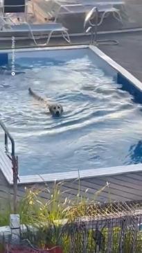 Dog sneaks into neighbours pool for a cheeky dip