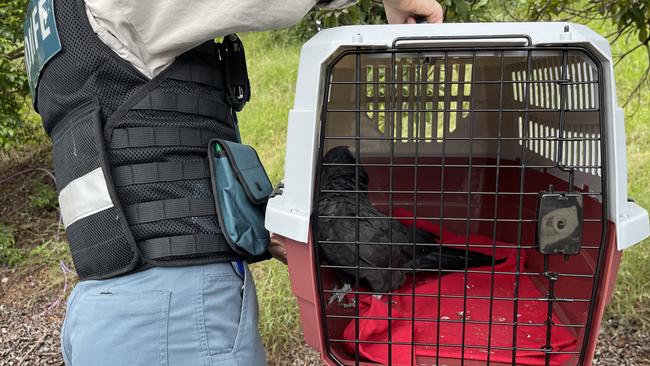 Wildlife officers took possession of three red-tailed black cockatoos an investigation concluded the seller did not have the lawful authority to sell the birds.