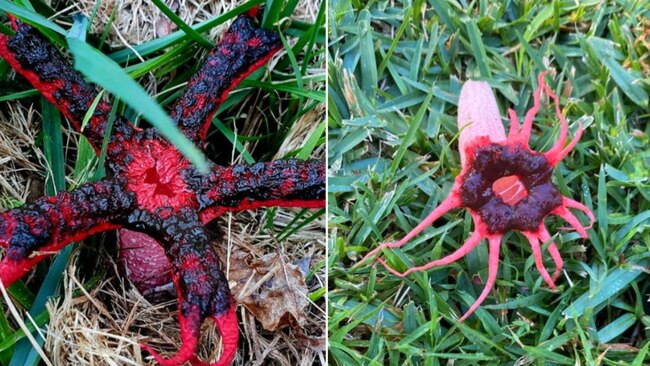 The stinkhorn fungi. Image: Facebook @thebotanicgardensofsydney