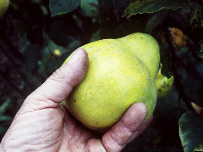 Fruit - a quince on the tree. picking picked /Fruit