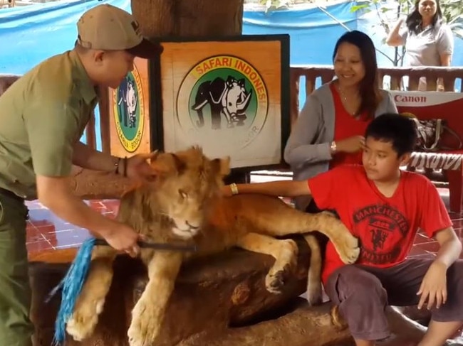 A passed out lion cub has its head repeatedly lifted for photo ops. Picture: Facebook