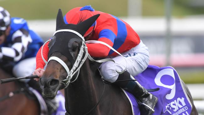 Verry Elleegant returned to winning form last start but may need it wet. Picture: AAP