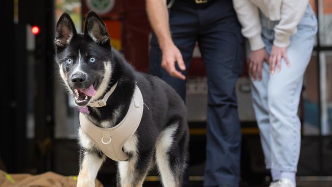 Firefighter Alex Eldridge with German Shepherd cross Husky puppy, Ember and partner Jordan Trabert. Alex rescued Ember after a factory fire in Sunshine. Picture: Jason Edwards