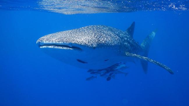 Whale sharks could be swallowing 137 pieces of plastic an hour.