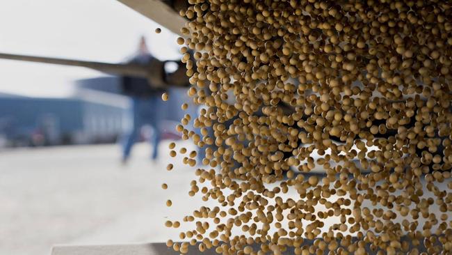 Monsanto’s Asgrow brand soybeans. Picture: Daniel Acker/Bloomberg