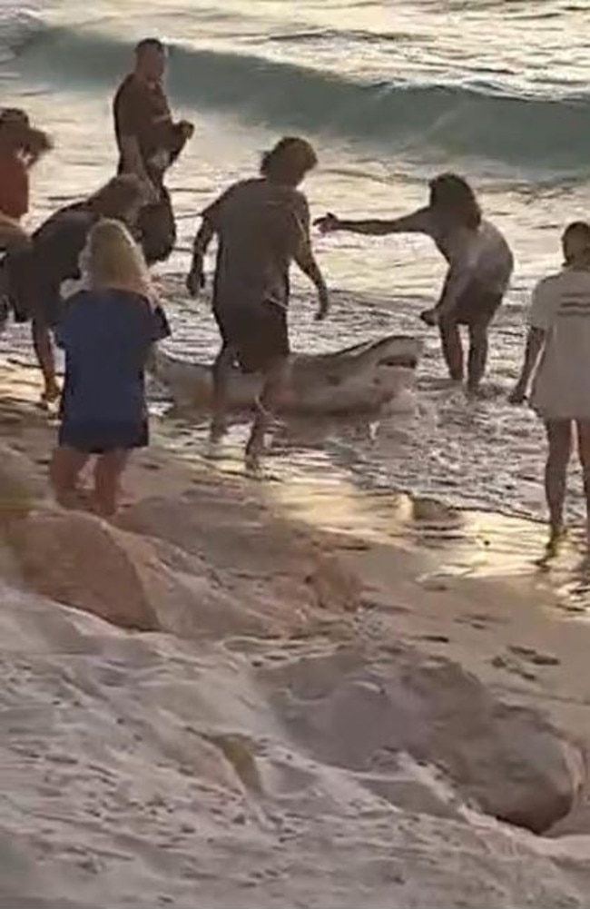 A shark has been rescued off the Western Australian coast by a group of young fisherman in incredible footage captured today. Picture: 7NEWS