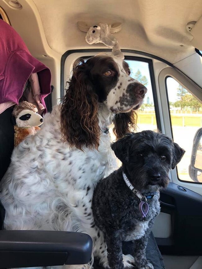 Tassie's Pawfect Pairs | Renate Krakowiak Fletcher: Harry (English Springer Spaniel) and his brother William (Moodle)