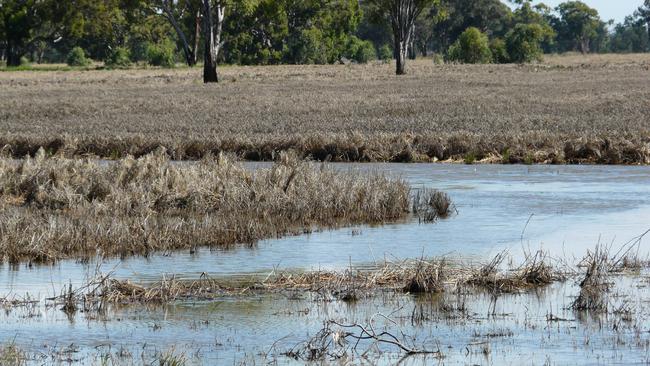 Devastating impacts:According to new research, crops could become resistant to flooding by manipulating enzymes that control a plant’s response to lower oxygen levels.