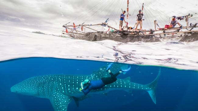 Whale shark experience at Cenderawasih Bay, West Papua, Indonesia.