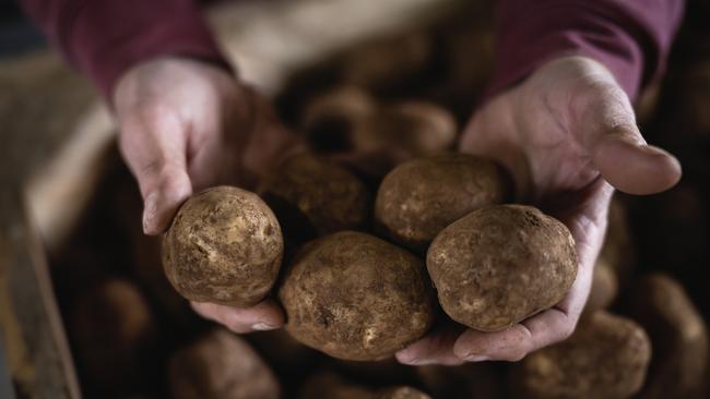 Seed potatoes in storage at Buckley Farms. Pictures: Nicole Cleary