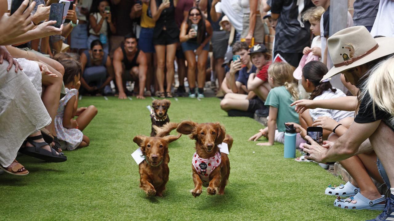 Four-legged fun in the Bucketty's Brewing Co Dachshund Races. Picture: Richard Dobson