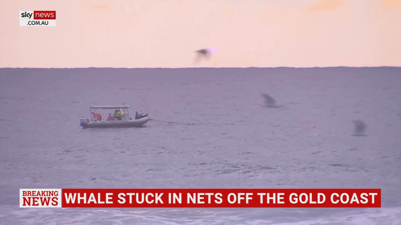 Rescue mission for humpback whale caught in nets off the Gold Coast