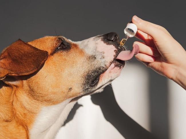 These are the best pet supplements on the market.