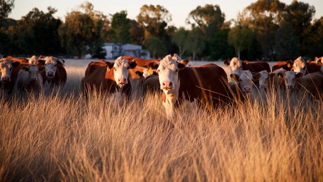 Elders will become a stronger competitor to Nutrien after buying Delta Agribusiness for $475m. Picture: iStock